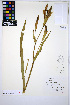  ( - HERB0421)  @11 [ ] CreativeCommons - Attribution Non-Commercial Share-Alike (2013) Unspecified UBC Herbarium