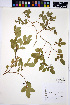  (Vaccinium deliciosum - HERB0239)  @11 [ ] CreativeCommons - Attribution Non-Commercial Share-Alike (2013) Unspecified UBC Herbarium