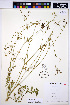  ( - HERB0024)  @11 [ ] CreativeCommons - Attribution Non-Commercial Share-Alike (2013) Unspecified UBC Herbarium