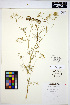 ( - HERB0017)  @11 [ ] CreativeCommons - Attribution Non-Commercial Share-Alike (2013) Unspecified UBC Herbarium