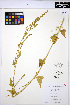 ( - HERB0112)  @11 [ ] CreativeCommons - Attribution Non-Commercial Share-Alike (2013) Unspecified UBC Herbarium