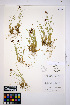  ( - HERB0450)  @11 [ ] CreativeCommons - Attribution Non-Commercial Share-Alike (2013) Unspecified UBC Herbarium