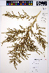  ( - HERB0144)  @11 [ ] CreativeCommons - Attribution Non-Commercial Share-Alike (2013) Unspecified UBC Herbarium