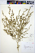  ( - HERB0115)  @11 [ ] CreativeCommons - Attribution Non-Commercial Share-Alike (2013) Unspecified UBC Herbarium