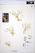  (Lilaeopsis occidentalis - HERB0035)  @11 [ ] CreativeCommons - Attribution Non-Commercial Share-Alike (2013) Unspecified UBC Herbarium