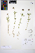  (Trifolium willdenovii - HERB0334)  @11 [ ] CreativeCommons - Attribution Non-Commercial Share-Alike (2013) Unspecified UBC Herbarium