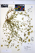  ( - HERB0300)  @11 [ ] CreativeCommons - Attribution Non-Commercial Share-Alike (2013) Unspecified UBC Herbarium