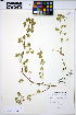  ( - HERB0306)  @11 [ ] CreativeCommons - Attribution Non-Commercial Share-Alike (2013) Unspecified UBC Herbarium