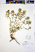  ( - HERB0249)  @11 [ ] CreativeCommons - Attribution Non-Commercial Share-Alike (2013) Unspecified UBC Herbarium
