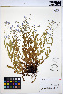 ( - HERB0098)  @11 [ ] CreativeCommons - Attribution Non-Commercial Share-Alike (2013) Unspecified UBC Herbarium