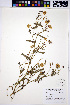  ( - HERB0278)  @11 [ ] CreativeCommons - Attribution Non-Commercial Share-Alike (2013) Unspecified UBC Herbarium