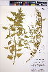  ( - HERB0116)  @11 [ ] CreativeCommons - Attribution Non-Commercial Share-Alike (2013) Unspecified UBC Herbarium