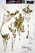 ( - HERB0241)  @11 [ ] CreativeCommons - Attribution Non-Commercial Share-Alike (2013) Unspecified UBC Herbarium