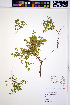  ( - HERB0244)  @11 [ ] CreativeCommons - Attribution Non-Commercial Share-Alike (2013) Unspecified UBC Herbarium