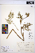  ( - HERB0027)  @11 [ ] CreativeCommons - Attribution Non-Commercial Share-Alike (2013) Unspecified UBC Herbarium