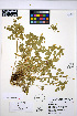  ( - HERB0305)  @11 [ ] CreativeCommons - Attribution Non-Commercial Share-Alike (2013) Unspecified UBC Herbarium