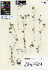  (Trifolium microdon - HERB0328)  @11 [ ] CreativeCommons - Attribution Non-Commercial Share-Alike (2013) Unspecified UBC Herbarium