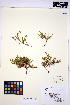  ( - HERB0220)  @11 [ ] CreativeCommons - Attribution Non-Commercial Share-Alike (2013) Unspecified UBC Herbarium