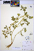  ( - HERB0309)  @11 [ ] CreativeCommons - Attribution Non-Commercial Share-Alike (2013) Unspecified UBC Herbarium