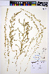  (Bassia hyssopifolia - HERB0120)  @11 [ ] CreativeCommons - Attribution Non-Commercial Share-Alike (2013) Unspecified UBC Herbarium