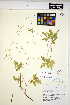  ( - HERB0041)  @11 [ ] CreativeCommons - Attribution Non-Commercial Share-Alike (2013) Unspecified UBC Herbarium