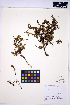  ( - HERB0227)  @11 [ ] CreativeCommons - Attribution Non-Commercial Share-Alike (2013) Unspecified UBC Herbarium