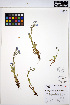  ( - HERB0096)  @11 [ ] CreativeCommons - Attribution Non-Commercial Share-Alike (2013) Unspecified UBC Herbarium