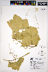  (Marah oregana - HERB0195)  @11 [ ] CreativeCommons - Attribution Non-Commercial Share-Alike (2013) Unspecified UBC Herbarium