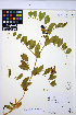  ( - HERB0289)  @11 [ ] CreativeCommons - Attribution Non-Commercial Share-Alike (2013) Unspecified UBC Herbarium