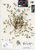  ( - HERB0341)  @11 [ ] CreativeCommons - Attribution Non-Commercial Share-Alike (2013) Unspecified UBC Herbarium