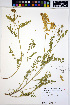  (Astragalus collinus - HERB0264)  @11 [ ] CreativeCommons - Attribution Non-Commercial Share-Alike (2013) Unspecified UBC Herbarium