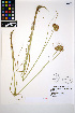  (Juncus torreyi - HERB0469)  @11 [ ] CreativeCommons - Attribution Non-Commercial Share-Alike (2013) Unspecified UBC Herbarium
