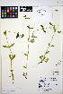  ( - HERB0363)  @11 [ ] CreativeCommons - Attribution Non-Commercial Share-Alike (2013) Unspecified UBC Herbarium