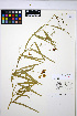  ( - HERB0297)  @11 [ ] CreativeCommons - Attribution Non-Commercial Share-Alike (2013) Unspecified UBC Herbarium