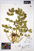  (Oxypolis occidentalis - HERB0044)  @11 [ ] CreativeCommons - Attribution Non-Commercial Share-Alike (2013) Unspecified UBC Herbarium