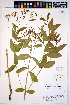  (Apocynum X floribundum - HERB0057)  @11 [ ] CreativeCommons - Attribution Non-Commercial Share-Alike (2013) Unspecified UBC Herbarium