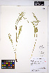  (Perideridia gairdneri subsp. borealis - HERB0046)  @11 [ ] CreativeCommons - Attribution Non-Commercial Share-Alike (2013) Unspecified UBC Herbarium