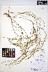  ( - HERB0150)  @11 [ ] CreativeCommons - Attribution Non-Commercial Share-Alike (2013) Unspecified UBC Herbarium