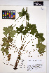  ( - HERB0048)  @11 [ ] CreativeCommons - Attribution Non-Commercial Share-Alike (2013) Unspecified UBC Herbarium