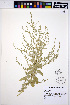  ( - HERB0117)  @11 [ ] CreativeCommons - Attribution Non-Commercial Share-Alike (2013) Unspecified UBC Herbarium