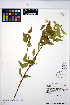  ( - HERB0400)  @11 [ ] CreativeCommons - Attribution Non-Commercial Share-Alike (2013) Unspecified UBC Herbarium