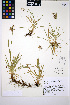  ( - HERB0473)  @11 [ ] CreativeCommons - Attribution Non-Commercial Share-Alike (2013) Unspecified UBC Herbarium