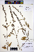  ( - HERB0109)  @11 [ ] CreativeCommons - Attribution Non-Commercial Share-Alike (2013) Unspecified UBC Herbarium