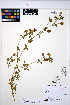  ( - HERB0318)  @11 [ ] CreativeCommons - Attribution Non-Commercial Share-Alike (2013) Unspecified UBC Herbarium