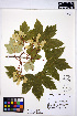  ( - HERB0003)  @11 [ ] CreativeCommons - Attribution Non-Commercial Share-Alike (2013) Unspecified UBC Herbarium