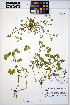  ( - HERB0304)  @11 [ ] CreativeCommons - Attribution Non-Commercial Share-Alike (2013) Unspecified UBC Herbarium