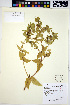  ( - HERB0252)  @11 [ ] CreativeCommons - Attribution Non-Commercial Share-Alike (2013) Unspecified UBC Herbarium
