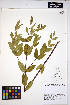  ( - HERB0056)  @11 [ ] CreativeCommons - Attribution Non-Commercial Share-Alike (2013) Unspecified UBC Herbarium
