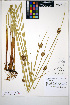 ( - HERB0444)  @11 [ ] CreativeCommons - Attribution Non-Commercial Share-Alike (2013) Unspecified UBC Herbarium