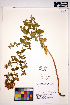  ( - HERB0204)  @11 [ ] CreativeCommons - Attribution Non-Commercial Share-Alike (2013) Unspecified UBC Herbarium